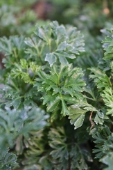 Parsley-Leaf Ming Aralia, Polyscias fruticosa 'Elegans'